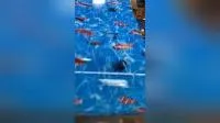 Pattern Design PPGL/PPGI Prepainted Galvalume Steel Coil and Prepainted Galvanized Steel 